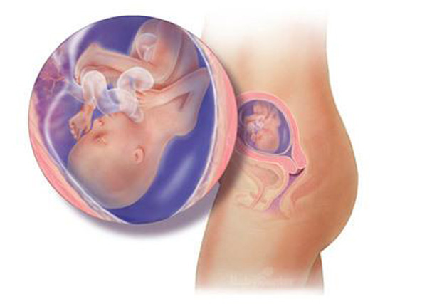 Hình ảnh thai nhi tuần 19 trong cơ thể mẹ