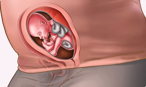 thai nhi tuần 21 - các cơ quan đã được hình thành rõ hơn trước nhiều