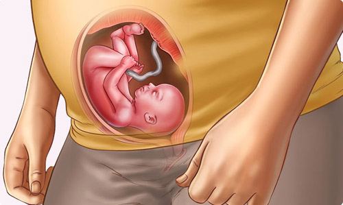 thai nhi tuần 23 là lúc phổi của bé đang hình thành các “nhánh” của “cây” hô hấp