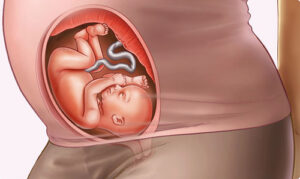 thai nhi tuần 25 - mạng lưới các dây thần kinh trong tai của bé phát triển tốt hơn