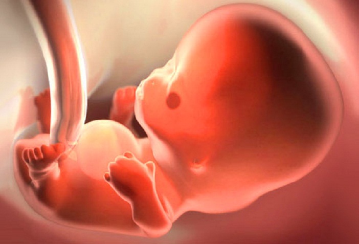 thai nhi tuần 8 phát triển rất nhanh trong bụng mẹ