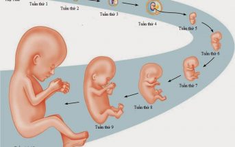 Các giai đoạn phát triển của thai nhi qua từng tuần tuổi