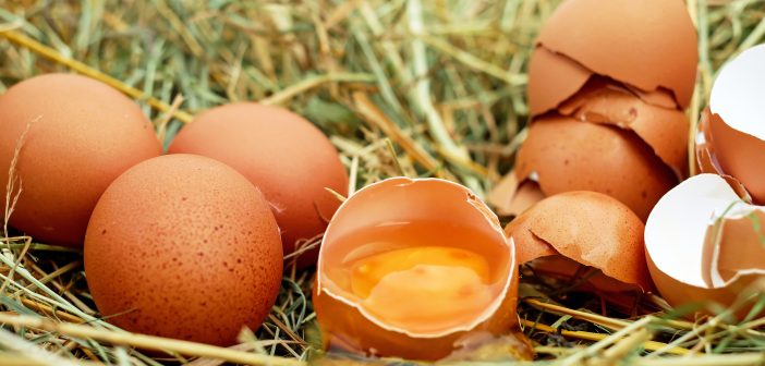 Trứng gà chứa nhiều chất dinh dưỡng tốt cho mẹ bầu 2 tháng